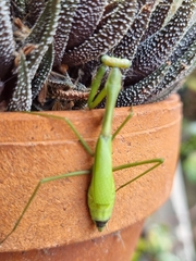Pseudomantis
