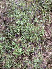 Salvia lasiocephala