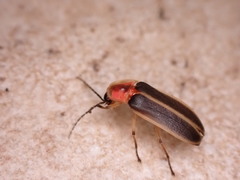 Photinus