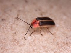 Photinus