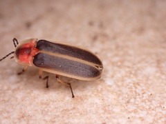 Photinus