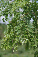 Pterocarpus angolensis