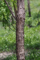 Pterocarpus angolensis