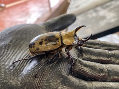 Dynastes hyllus