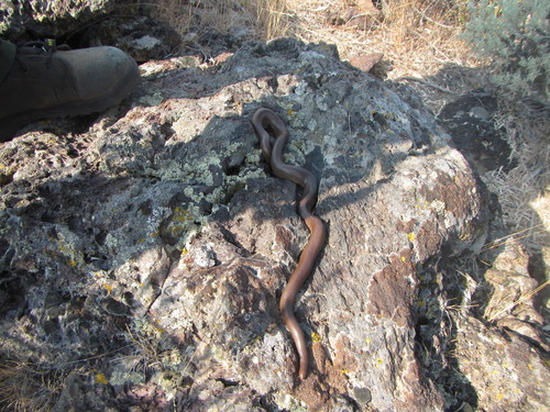 Northern Rubber Boa photographed in Idaho