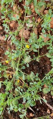 Medicago truncatula