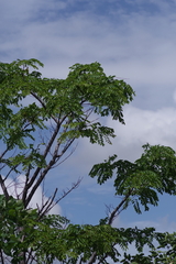 Pterocarpus angolensis