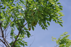 Pterocarpus angolensis