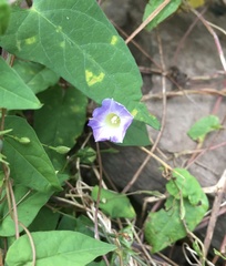 Ipomoea aristolochiifolia