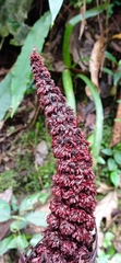 Lophophytum pyramidale