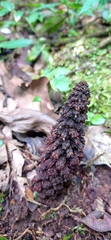 Lophophytum pyramidale