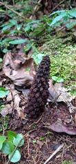 Lophophytum pyramidale