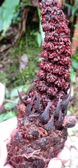 Lophophytum pyramidale