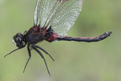 Leucorrhinia borealis
