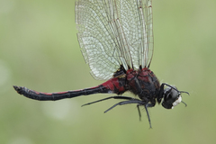 Leucorrhinia borealis
