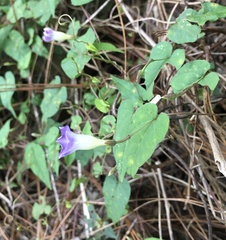 Ipomoea aristolochiifolia