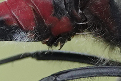 Leucorrhinia borealis