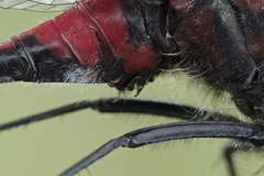 Leucorrhinia borealis