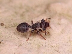 Cephalotes