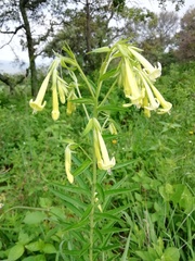 Lithospermum johnstonii