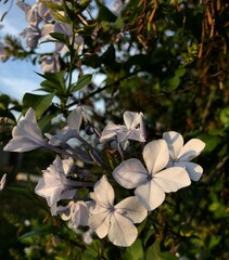 Plumbago