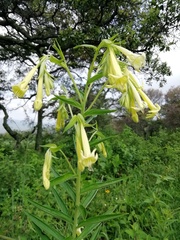 Lithospermum johnstonii