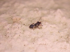 Cephalotes