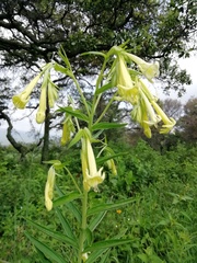 Lithospermum johnstonii