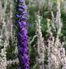 Lobelia fenestralis