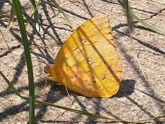 Phoebis philea philea