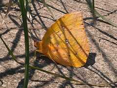 Phoebis philea philea