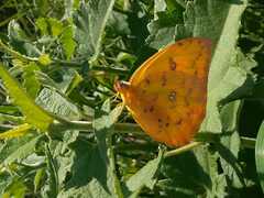 Phoebis philea philea