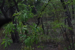 Terminalia brachystemma