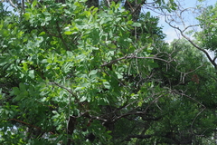 Terminalia brachystemma