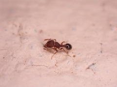 Tetramorium lanuginosum
