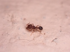 Tetramorium lanuginosum
