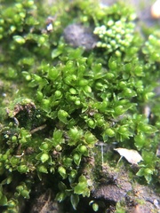 Bryum