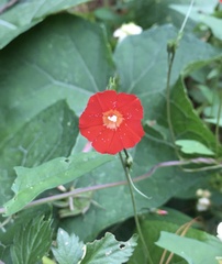 Ipomoea cholulensis