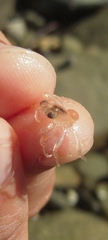 Eumalacostraca