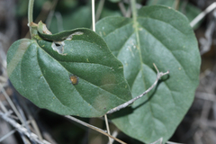 Physalis hederifolia
