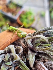 Pseudomantis