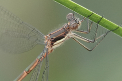 Lestes dryas