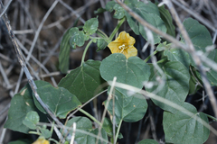 Physalis hederifolia