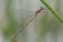 Lestes dryas