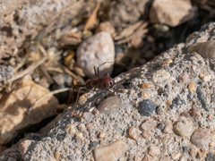 Novomessor albisetosus