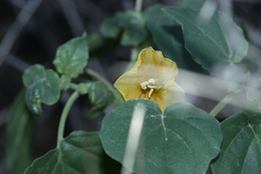 Physalis hederifolia