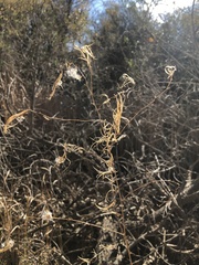 Magnoliopsida