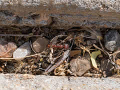 Novomessor albisetosus