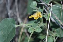 Physalis hederifolia