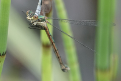 Lestes dryas